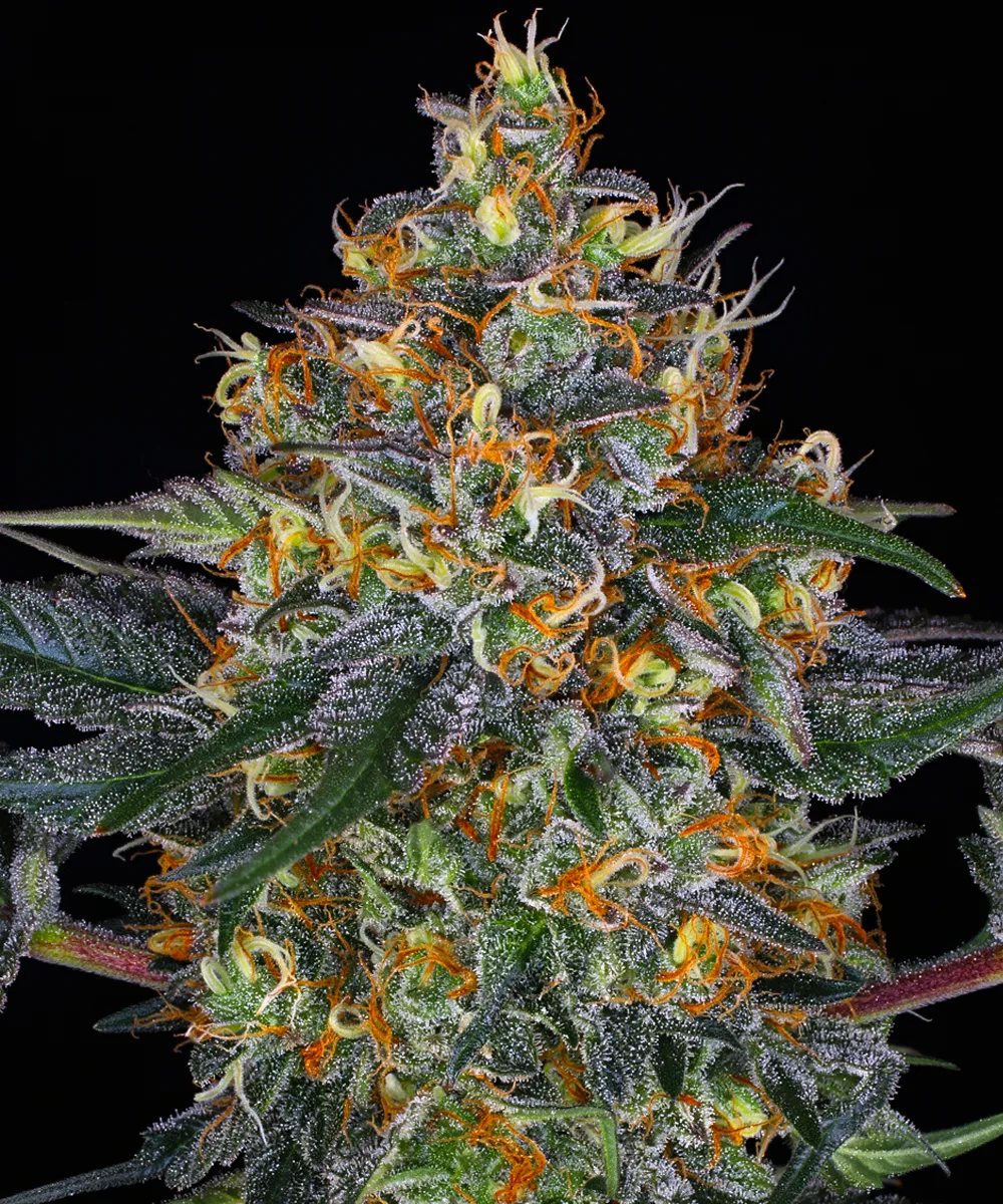 Moby Dick Auto – Barneys Farm – Autoflowering
