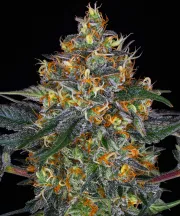 Moby Dick Auto – Barneys Farm – Autoflowering