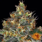 Moby Dick Auto – Barneys Farm – Autoflowering