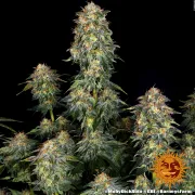 Moby Dick Auto – Barneys Farm – Autoflowering