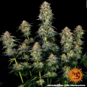 Moby Dick Auto – Barneys Farm – Autoflowering