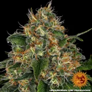 Moby Dick Auto