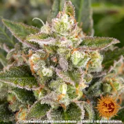 Strawberry Cheesecake Auto – Barneys Farm – Autoflowering