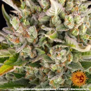Strawberry Cheesecake Auto – Barneys Farm – Autoflowering