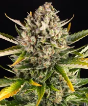 Strawberry Cheesecake Auto – Barneys Farm – Autoflowering