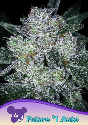 Auto Future #1 – Anesia Seeds – autoflowering