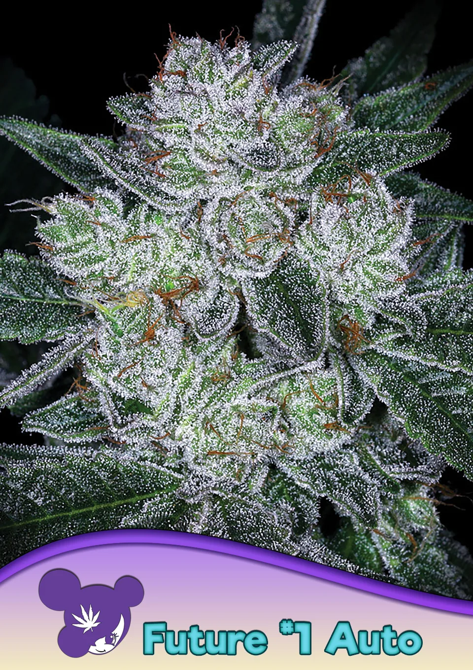 Auto Future #1 – Anesia Seeds – autoflowering