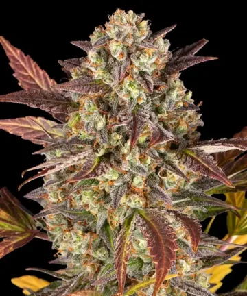 Amnesia Haze Auto – Barneys Farm – autoflowering