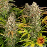 Amnesia Haze Auto – Barneys Farm – Autoflowering