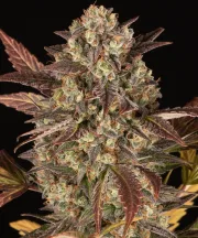 Amnesia Haze Auto – Barneys Farm – Autoflowering