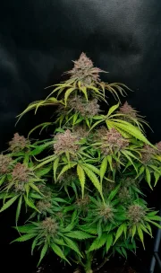 Gorilla Punch Auto