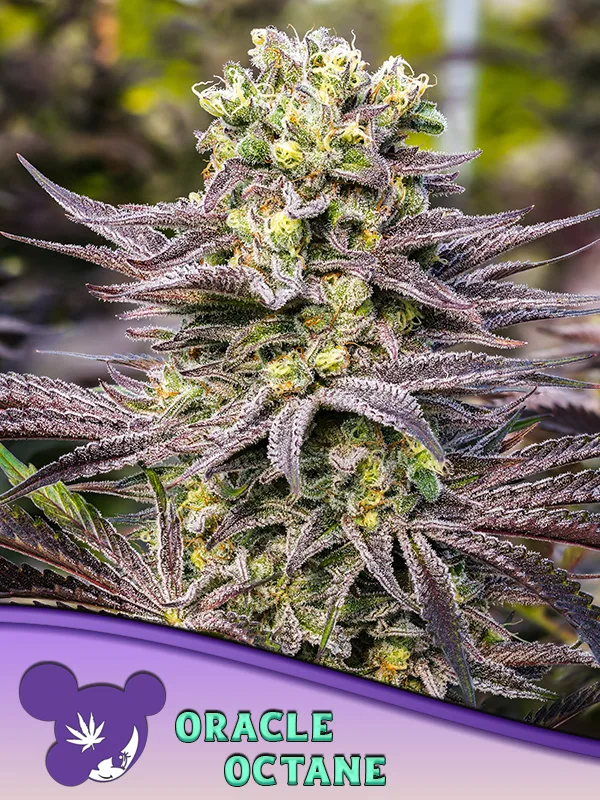 Oracle Octane – Anesia Seeds – feminized