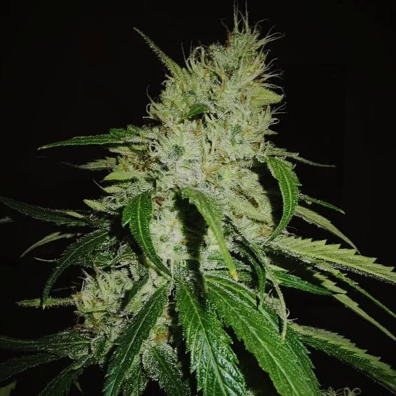 Gelonade – TasteBudz – feminized