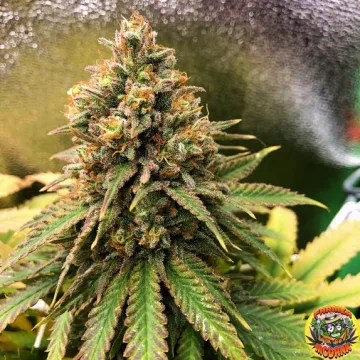 Peanut Butter Cookies – TasteBudz – feminized