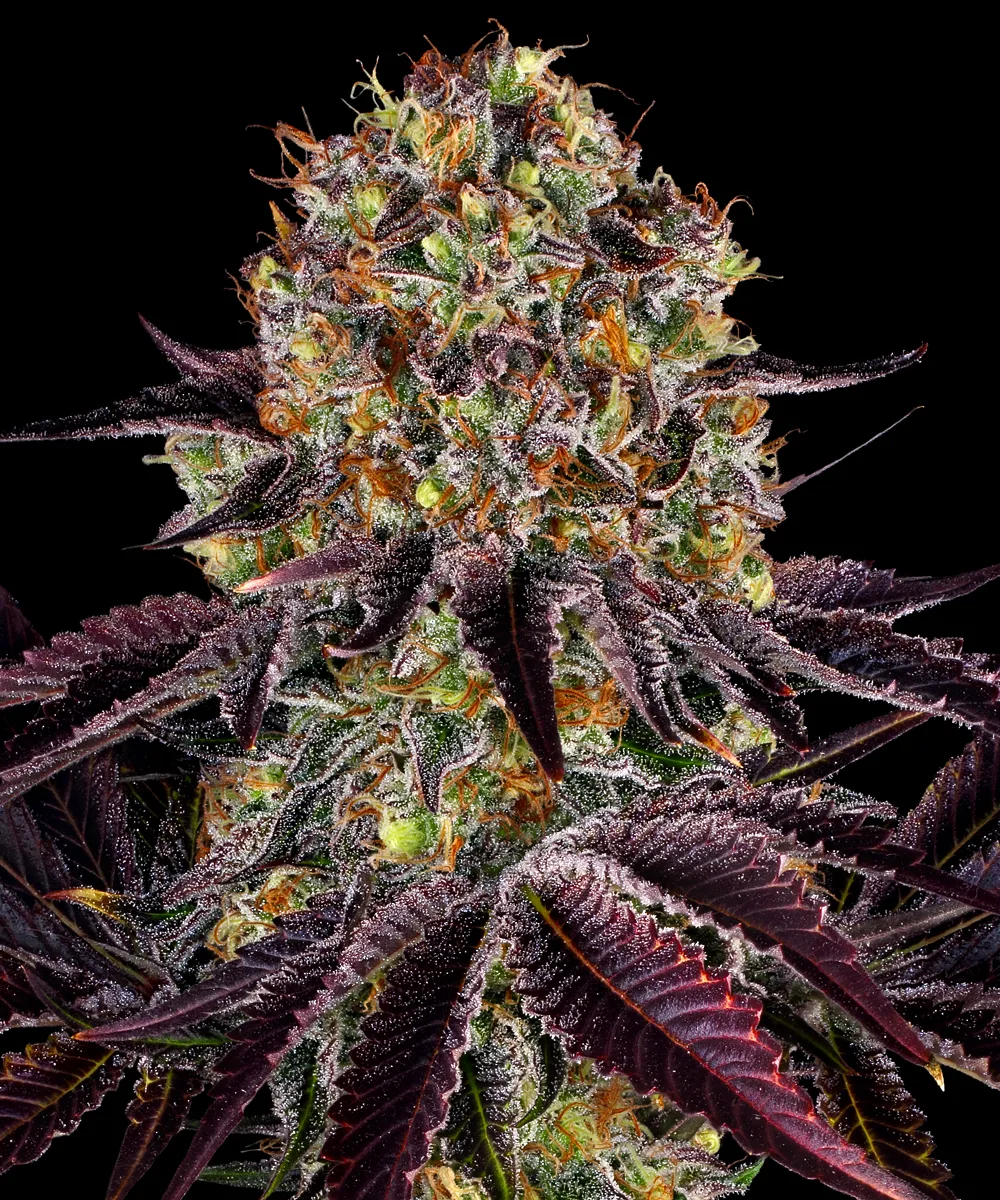 RUNTZ X LAYER CAKE – Barneys Farm – Feminized