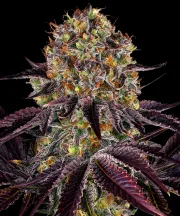 RUNTZ X LAYER CAKE – Barneys Farm – Feminized