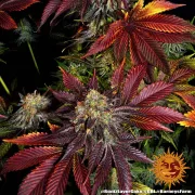 RUNTZ X LAYER CAKE – Barneys Farm – Feminized