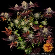 RUNTZ X LAYER CAKE – Barneys Farm – Feminized