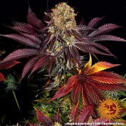 RUNTZ X LAYER CAKE – Barneys Farm – Feminized