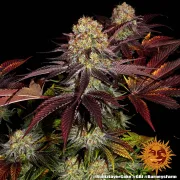 RUNTZ X LAYER CAKE – Barneys Farm – Feminized