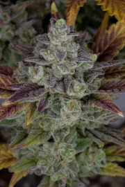 Gorilla Cookies Auto