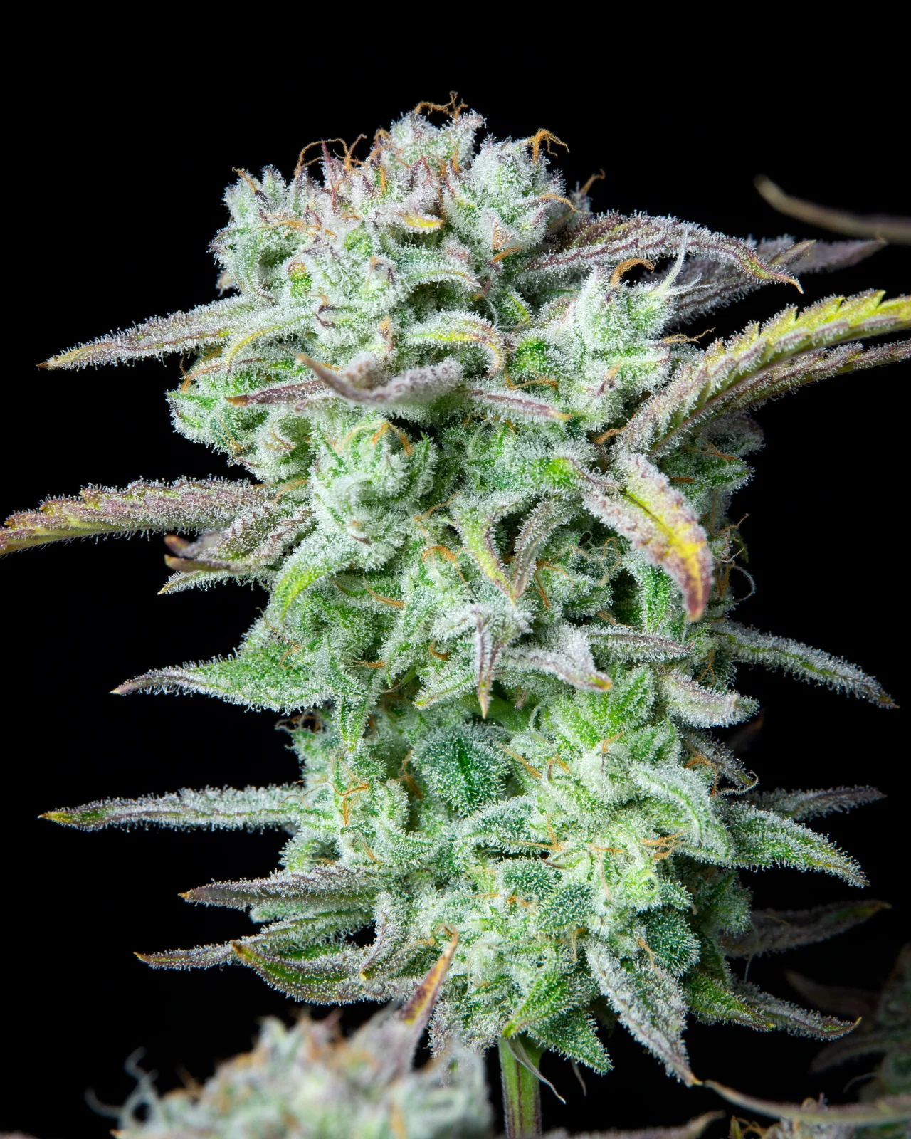 Strawberry Banana Auto – FastBuds – Autoflowering