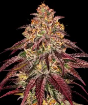 MIMOSA X ORANGE PUNCH AUTO – Barneys Farm – Autoflowering