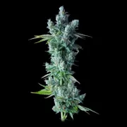 Kosher Dawg – DNA Genetics – Feminized