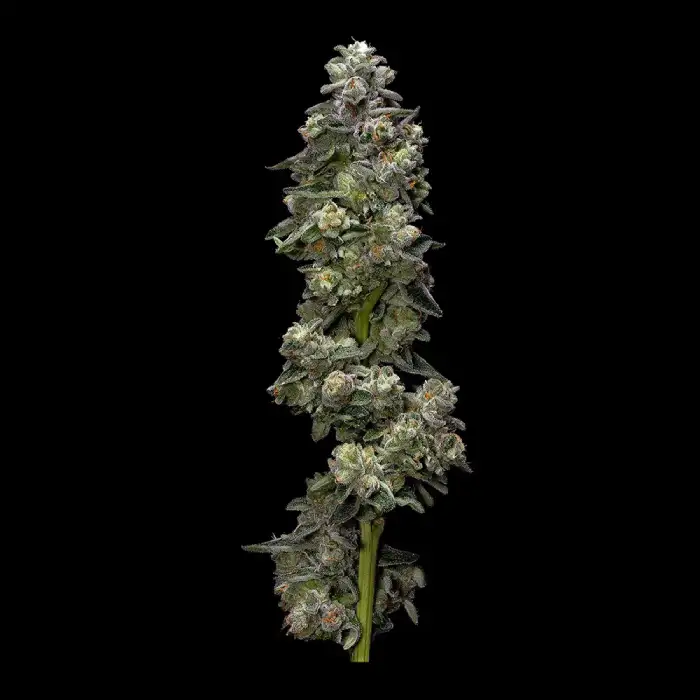 Bakers Delight – DNA Genetics – Feminized