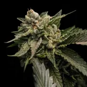 Strawberry Sorbet – DNA Genetics – Feminized