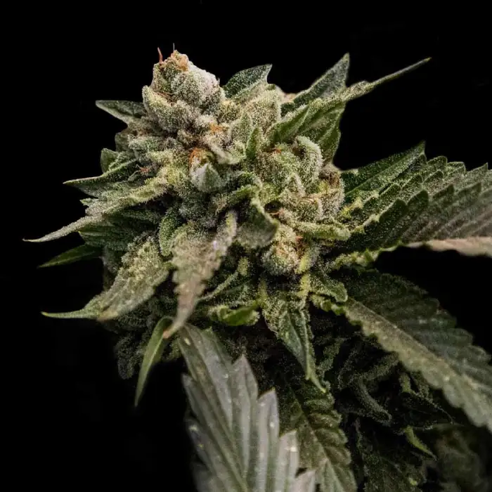 Strawberry Sorbet – DNA Genetics – Feminized