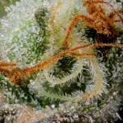 Caramba – Paradise Seeds – Feminized