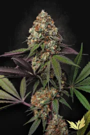 Caramba – Paradise Seeds – Feminized