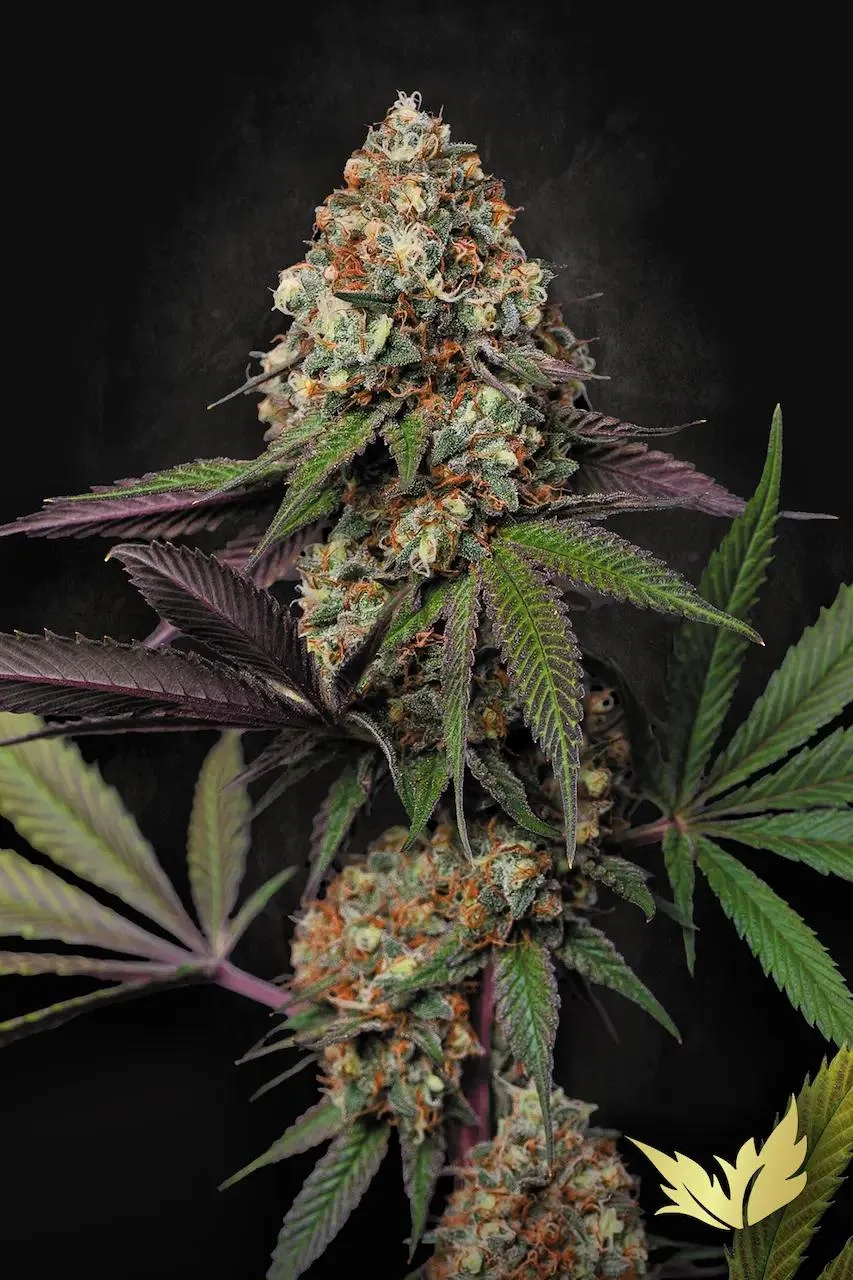 Caramba – Paradise Seeds – Feminized
