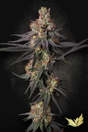 Gulupa – Paradise Seeds – Feminized