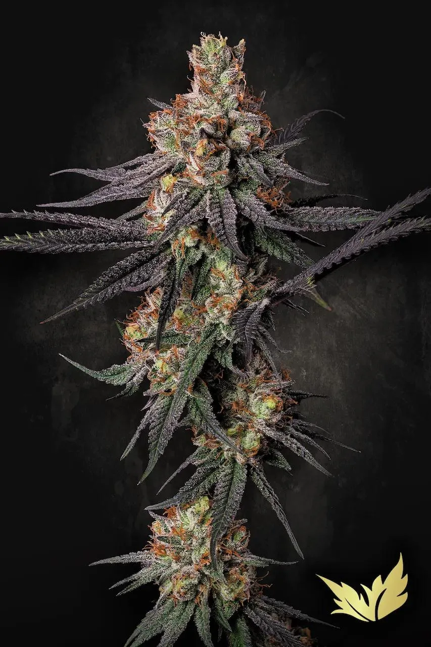 Gulupa – Paradise Seeds – Feminized