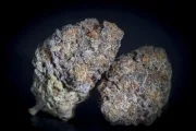 Gulupa – Paradise Seeds – Feminized
