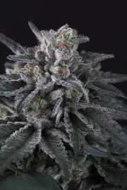 Gulupa – Paradise Seeds – Feminized