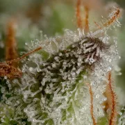 Durga Mata – Paradise Seeds – Feminized