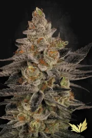 Chocolate Wafflez – Paradise Seeds – Feminized