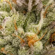 Chocolate Wafflez – Paradise Seeds – Feminized