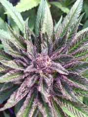 Sweet Purple – Paradise Seeds – Feminized