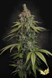 Delahaze – Paradise Seeds – Feminized