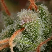 Delahaze – Paradise Seeds – Feminized
