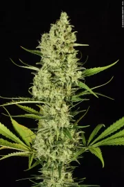 Delahaze – Paradise Seeds – Feminized