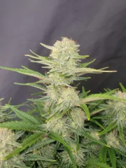 Apricot Autoflowering – FastBuds – Autoflowering