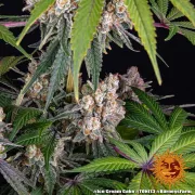 Ice Cream Cake – Barneys Farm – Feminized