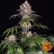 Ice Cream Cake – Barneys Farm – Feminized