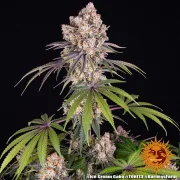 Ice Cream Cake – Barneys Farm – Feminized
