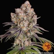 Ice Cream Cake – Barneys Farm – Feminized